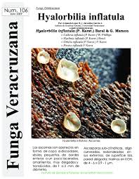 Attēlu rezultāti vaicājumam “Hyalorbilia inflatula”