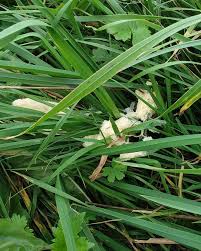 Attēlu rezultāti vaicājumam “Didymium spongiosum”