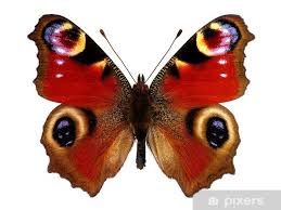 Attēlu rezultāti vaicājumam “Inachis io underside”