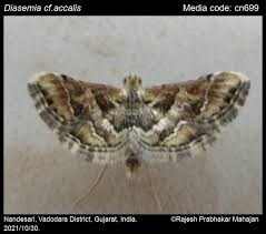 Attēlu rezultāti vaicājumam “Diasemia reticularis”