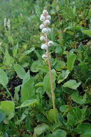 Attēlu rezultāti vaicājumam “Pyrola minor”