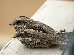 Attēlu rezultāti vaicājumam “Caprimulgus europaeus eggs”