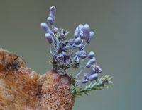 Attēlu rezultāti vaicājumam “Stemonitopsis typhina”