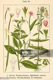 Attēlu rezultāti vaicājumam “Epilobium roseum flower”