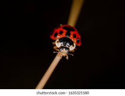 Attēlu rezultāti vaicājumam “Hippodamia tredecimpunctata”