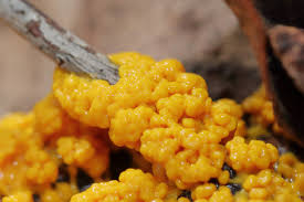 Attēlu rezultāti vaicājumam “Fuligo gyrosa spores”