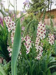 Attēlu rezultāti vaicājumam “Verbascum”