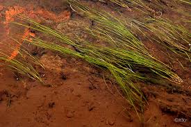 Attēlu rezultāti vaicājumam “Stuckenia filiformis”