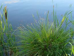 Attēlu rezultāti vaicājumam “Carex paniculata”