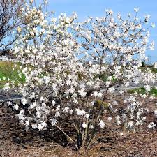 Attēlu rezultāti vaicājumam “Magnolia kobus flower”