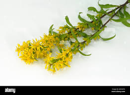 Attēlu rezultāti vaicājumam “Solidago virgaurea”