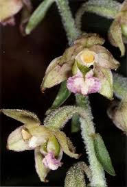 Attēlu rezultāti vaicājumam “Epipactis atrorubens bud”