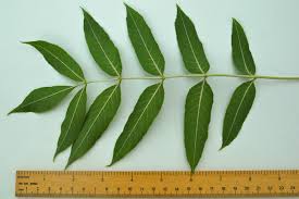 Attēlu rezultāti vaicājumam “Fraxinus excelsior leaf”