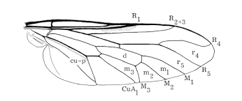 Attēlu rezultāti vaicājumam “Therevidae”