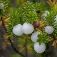 Attēlu rezultāti vaicājumam “Empetraceae”