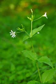 Attēlu rezultāti vaicājumam “Stellaria nemorum bud”