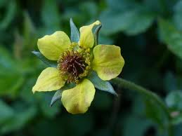 Attēlu rezultāti vaicājumam “Geum urbanum leaf”