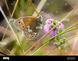 Attēlu rezultāti vaicājumam “Coenonympha tullia underside”