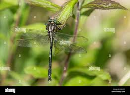 Attēlu rezultāti vaicājumam “Somatochlora flavomaculata”