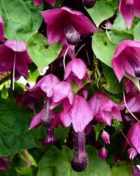 Image result for Rhodochiton atrosanguineum