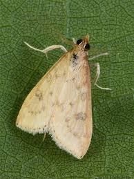 Attēlu rezultāti vaicājumam “Udea lutealis”