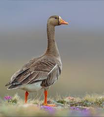 Attēlu rezultāti vaicājumam “Anser albifrons adult”