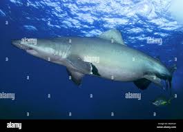 Image result for Odontaspis ferox