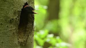 Attēlu rezultāti vaicājumam “Dryocopus martius nest”