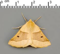 Attēlu rezultāti vaicājumam “Crocallis elinguaria larva”