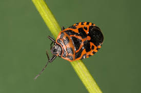 Attēlu rezultāti vaicājumam “Eurydema dominulus imago”