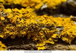 Attēlu rezultāti vaicājumam “Xanthoria parietina”