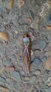 Attēlu rezultāti vaicājumam “Cerura vinula larva”