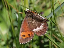 Attēlu rezultāti vaicājumam “Erebia ligea upperside”