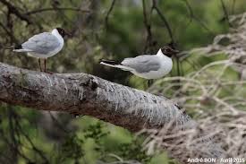 Attēlu rezultāti vaicājumam “Larus ridibundus adult”