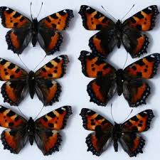 Attēlu rezultāti vaicājumam “Aglais urticae underside”