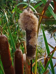 Attēlu rezultāti vaicājumam “Typha latifolia”