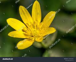 Attēlu rezultāti vaicājumam “Saxifraga hirculus flower”