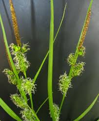 Attēlu rezultāti vaicājumam “Carex hostiana”