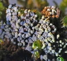 Attēlu rezultāti vaicājumam “Physarum nitens plasmodium”