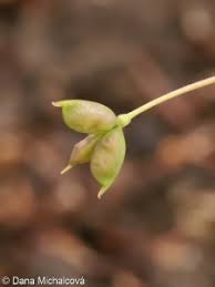Attēlu rezultāti vaicājumam “Isopyrum thalictroides leaf”