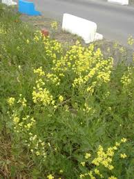 Attēlu rezultāti vaicājumam “Sisymbrium volgense flower”