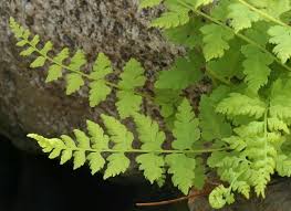 Attēlu rezultāti vaicājumam “Cystopteris fragilis”