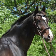 Image result for Annandale Equestrian Centre