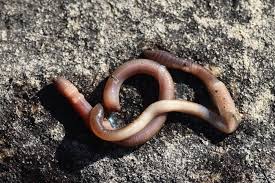 Attēlu rezultāti vaicājumam “Lumbricidae”