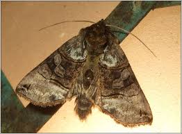 Attēlu rezultāti vaicājumam “Abrostola tripartita”