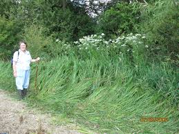 Attēlu rezultāti vaicājumam “Sium latifolium fruit”