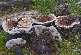 Attēlu rezultāti vaicājumam “Hydnellum aurantiacum”