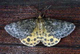 Attēlu rezultāti vaicājumam “Arichanna melanaria”