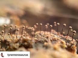 Attēlu rezultāti vaicājumam “Badhamia utricularis spores”