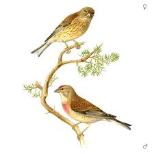 Attēlu rezultāti vaicājumam “Carduelis cannabina adult”